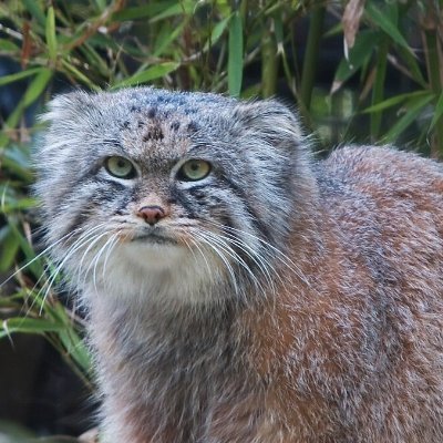 lorrik96's profile picture. Odin gave his eye to acquire knowledge, but i would give far more.