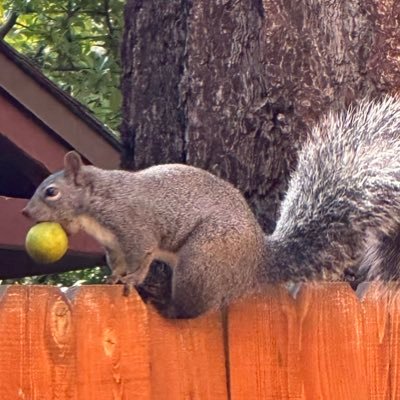 AnikiRip's profile picture. 🥕🥛🍊😺