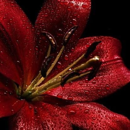 llnmiu's profile picture. أحب الشعر