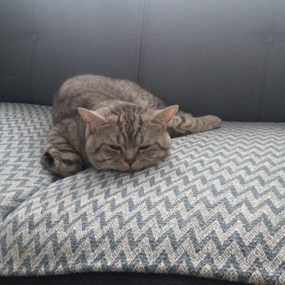 Tipsterbey8585's profile picture. Kendi Halinde Kuponlar 

Güvenilir Siteler Sabitte