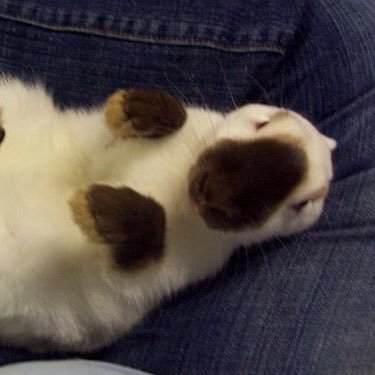 fujoshi_pAInter's profile picture. stupid minor