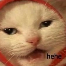 noitsnotacookie's profile picture. 