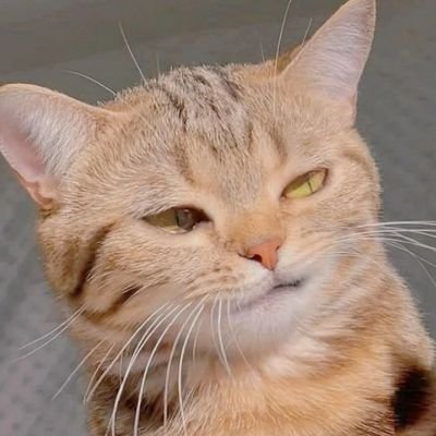 Harume_V2's profile picture. 21 years of age~
Don't be weird, I'm weird enough~
Music is blood