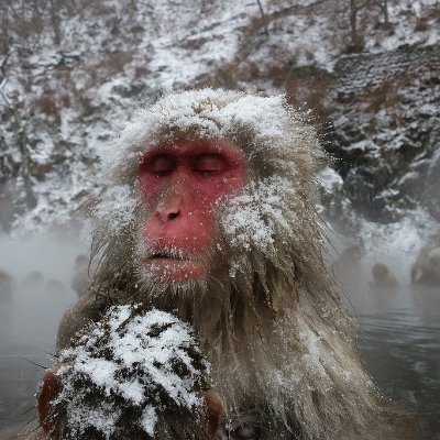 Friisskspfc's profile picture. retired Albanian gangster Ⓐ ♫⃠ https://t.co/tGxpAwbGze