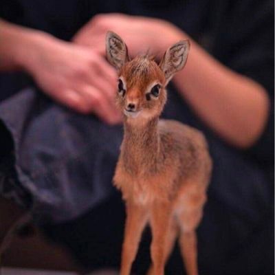 dny644's profile picture. حسبنا الله ونعم الوكيل