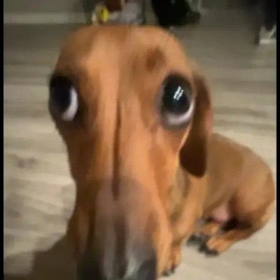 liacelora's profile picture. penso e tuíto