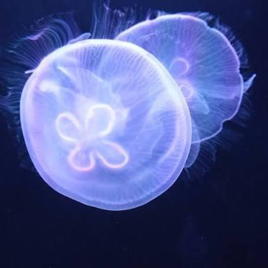 soy_lattelatte's profile picture. 20↑ 🌈🕒だいすき、かなり箱推し気味なので無軌道に色んなライバーのこと呟く