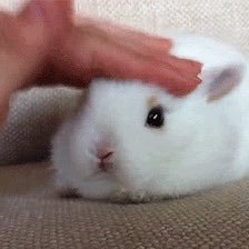 fawnwia's profile picture. main : @fleurshee_ow