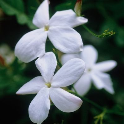 EchoAfterEcho's profile picture. A place to grow quietly, day by day.