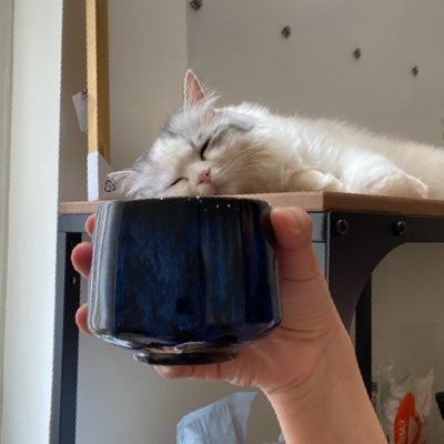 iraneeii's profile picture. فيه من كل شيء واستحال ان يكون