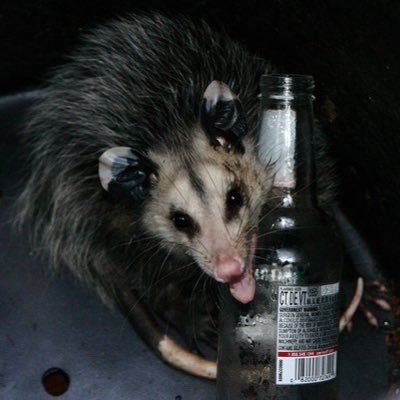 fishbo01010100's profile picture. 17 || it/its || i live in a hole on the sea floor where they will never find me || @freaksterfish = 16+