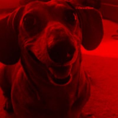 burninthaires's profile picture. finally introducing, loona!