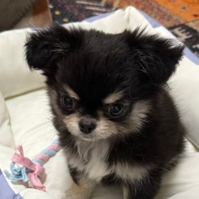 N1701L1411's profile picture. 今度こそいい子のフリが貫けますように🙏 もう楽器と食べ物とたまに格闘技ネタくらいしか書きません 自衛隊はお腹いっぱい