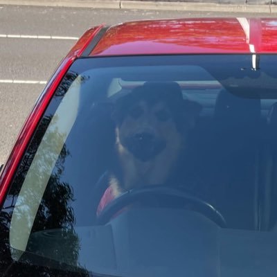 DegenDumbo's profile picture. your friendly neighbourhood degen dumbo