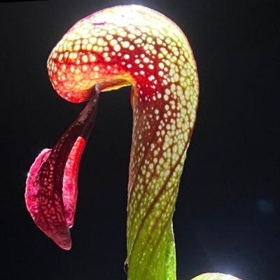 carniv_p's profile picture. 本垢凍結されました