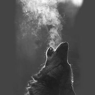 Disidente1902's profile picture. #AMHDP