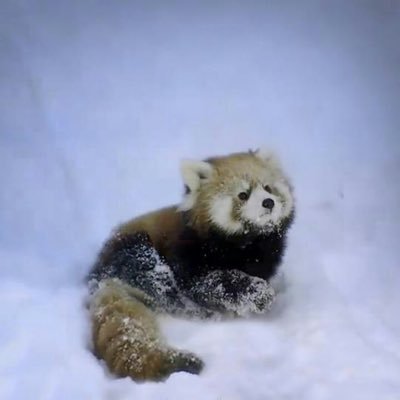 1johnqt's profile picture. Cyber athlete for @Sentinels // For business inquiries johnqt@prodigy-agency.gg