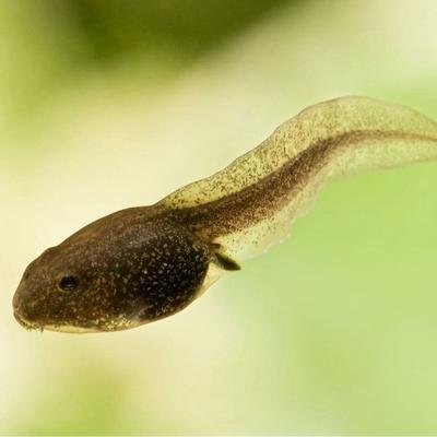 DisgustedTadpl's profile picture. 