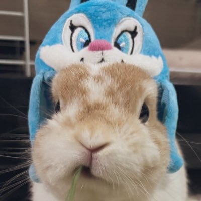 BrueRabbits_ma's profile picture. TUBC一筋🩵ユナイト推し🩵 #BLUE RABBITSの皆さんお友達になって下さい🐰🩵🩵🩵ブルラビさん勝手にフォローさせてもらってます！ リアルうさぎ🐰います🩵ちいかわはうさぎ推し🐰💛