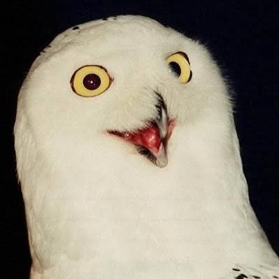 BlancaCirino's profile picture. Circling The Drain