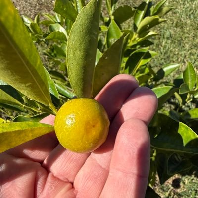 Kotyjo's profile picture. Western Canadian Grain Farmer, 25 years worked for AG Canada as a farm financial consultant retired. Work on our little acreage in East Sask, Floridian 1/3 time