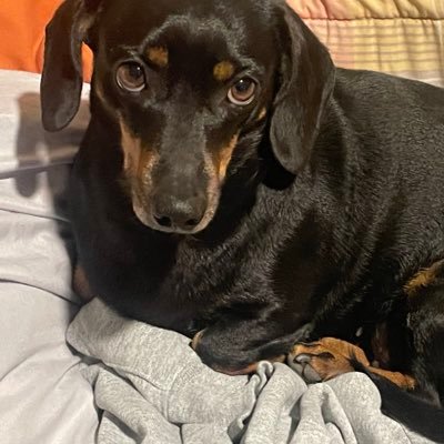 Manixserralde's profile picture. Economista (?), Hijo postizo de Pedro Páramo 🌳