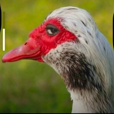 PettyX37790's profile picture. Full-time degen. Part-time comedian ,Riding the bull surviving the bear.Not financial advice.”