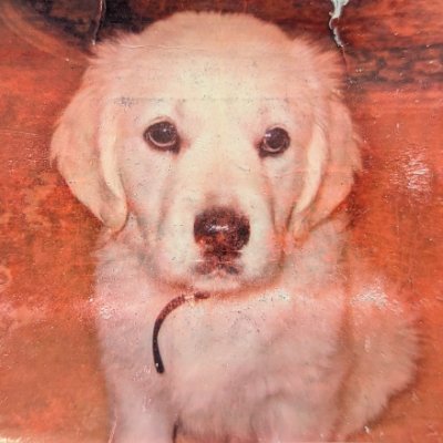 SiennaScoutSun's profile picture. She wasn't supposed to walk. One photo at a time.