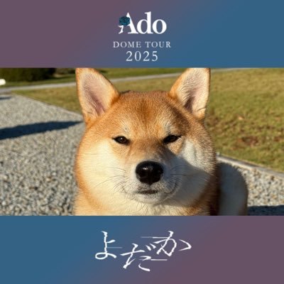 yomomoyo06's profile picture. A father who also has a Shiba Inu daughter .🐕 💨 There is a video I made in the highlights. / #WAKIGECREW. / my teacher @Wakigechan_n / #ShakotanPhotographer