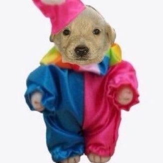 emilyzins's profile picture. meau