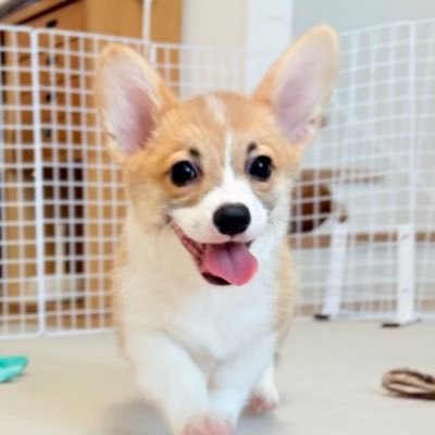 cogimore's profile picture. 2025.6.28生まれのコーギー🐾モアと暮らす日々のきろく。ただいま4ヶ月のめっちゃ元気な女の子です。