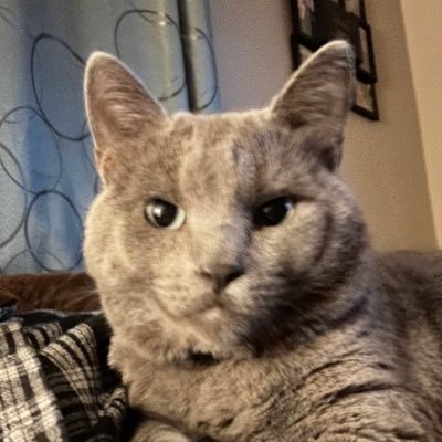 doriandacat's profile picture. hello i am a cat