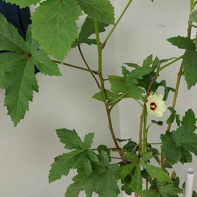 premikasupasarn's profile picture. 