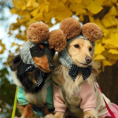 arisara0823's profile picture. 娘のカニンヘンダックス＊2018/2/1🎂ブラックタンの🐶姉ありす੯‧̀͡u\🐾＊2019/7/11🎂イエローの🐶妹さら੯‧̀͡u\🐾です😊ママがインスタ専門なのでパパがＸで気ままに投稿します^ω^ ) 趣味は毎週の競馬🏇