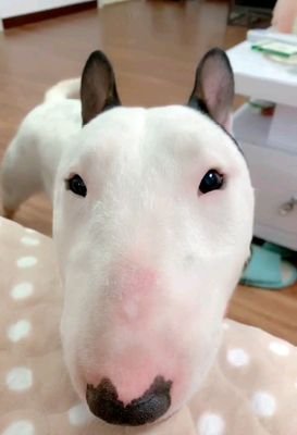 手机挖矿（零撸推荐员）