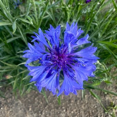 ridefaster4501's profile picture. 