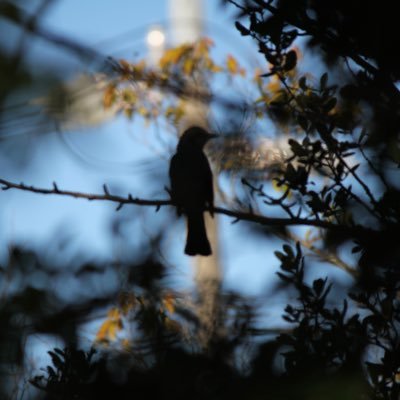 tetugaku_love's profile picture. 廃番、現行など様々な文具の情報を発信してます｜⚠︎youtubeは未投稿です⚠︎｜基本フォロバ｜📷Canon EOS60D｜趣味でギター、ベースを嗜んでいます