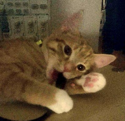 boxerpizza's profile picture. 