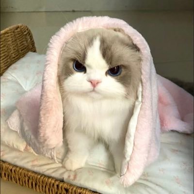 w24265_wi's profile picture. •| หารแอพพรีเมียม เน็ตฟิก อ้ายฉีอี้ Viuอ่านว่าวิว สตก. ธีมไลน์ •| สอบถามเพิ่มเติม แอดบ้านเขียวเลย ตอบไววมากกกก🧺📮 •| มีตัวตนจริง ส่งจริง (ช่องสำรอง)