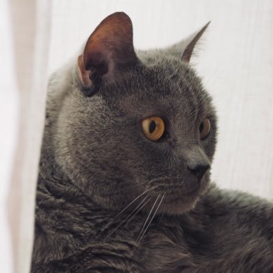 guribun_0518's profile picture. @sabubun_0518