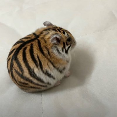 EvilNickgur's profile picture. ' iM So Fuxkinqqq High Men , WTFF 🔥 my account is safe for your werk #TigamsterBaby