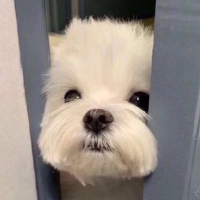 al_umm2's profile picture. 님트친