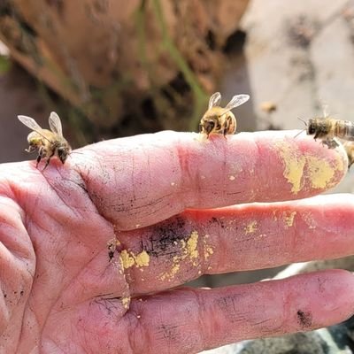 trinket509's profile picture. Christian, Conservative, Mother, Grandmother, beekeeper, quilter, canner, lover of genealogy and history
No DMs