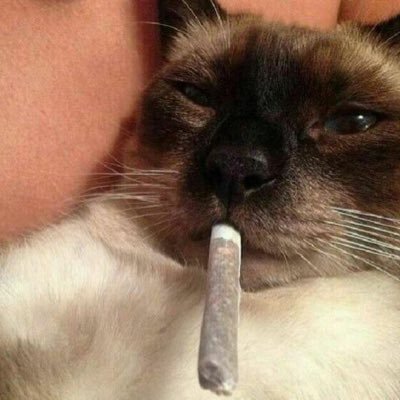 phccamargoo's profile picture. eu nasci pra viver, não pra me salvar