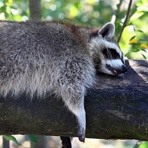 JennyFatTits2's profile picture. Attempt 6 or 7 of trying to live on twitter | probably a girl named Jenny | discord: _loserneetgirl_