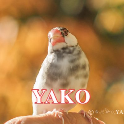 YAKO_8585's profile picture. やこです𓂃◌𓈒𓐍 RT専用は👉@subyakoyako 📸OLYMPUS ・LUMIX📸PENTAXはお休み。オールドレンズ多め🥰 🚗 日産 ROOX 桜文鳥♂2016年からピッピ 𓅪 お迎え。 皆様の素敵な写真を楽しませてもらってます♪ アイコンは大宮サザエさんに😘