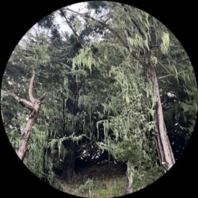 latecrisis's profile picture. phd-ing in political theory / environmental justice + conjunctural analysis / free them all!