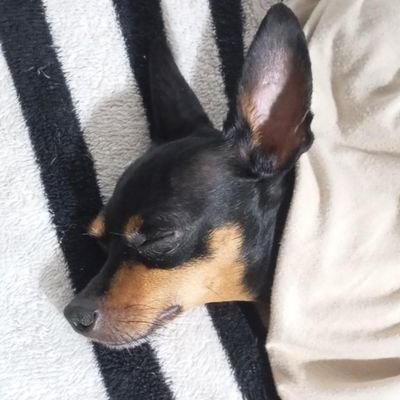 198479813ve's profile picture. he/him