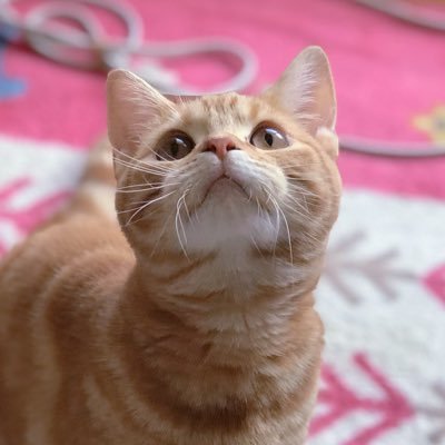 moco25house's profile picture. ETERNAL LOVE🎀@guruguru_doll🎀 Threads毎朝更新🫶