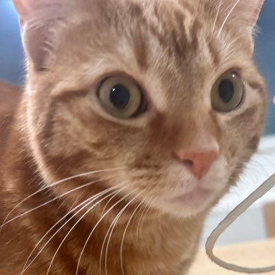 mammameows's profile picture. 